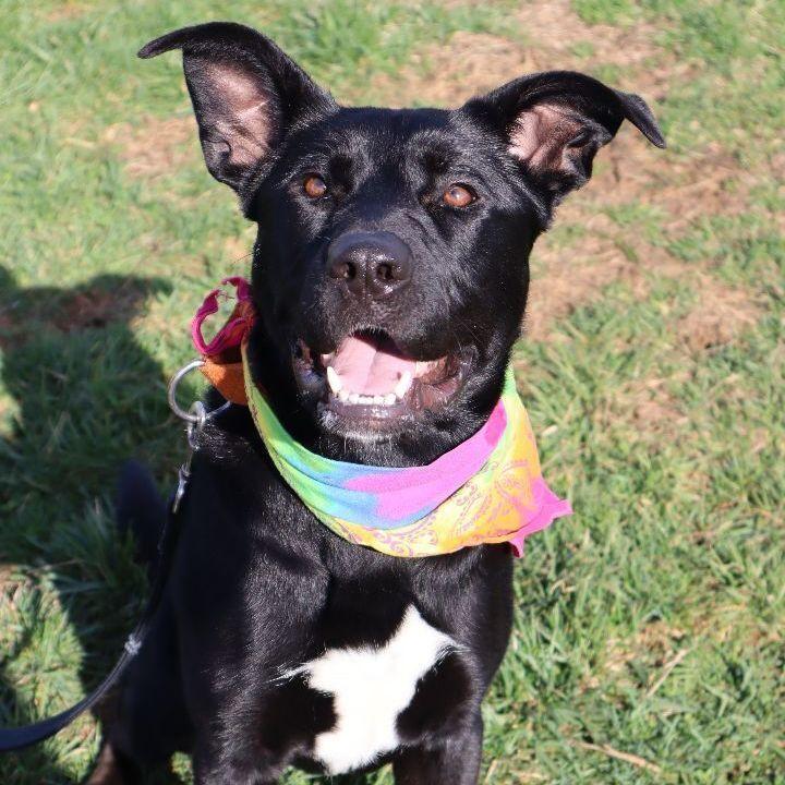 Enlarge Delta, a Adoptable mixed breed in Louisville, KY image 3/6