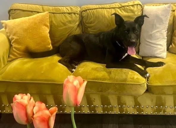 Enlarge Delta, a Adoptable mixed breed in Louisville, KY image 1/6