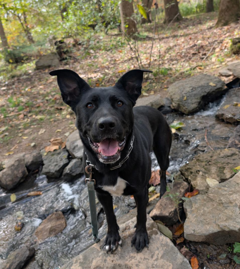 Enlarge Delta, a Adoptable mixed breed in Louisville, KY image 5/6