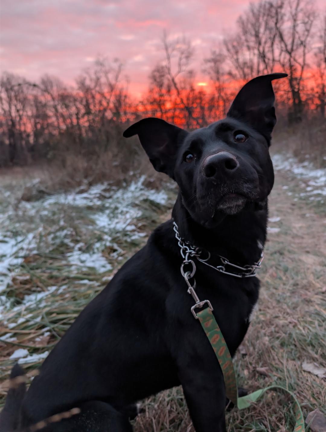 Delta, Adoptable, Adult Female German Shepherd Dog.