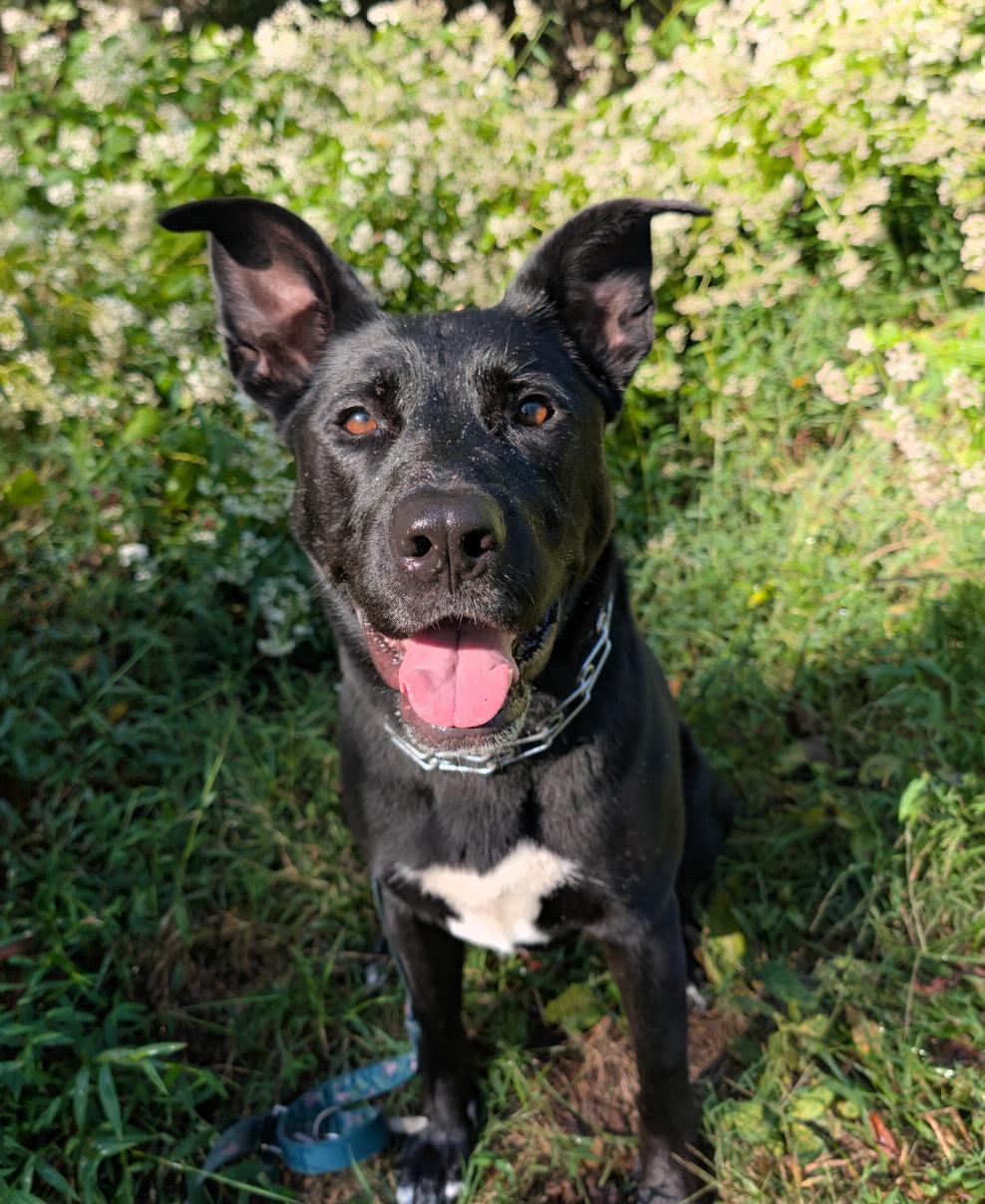 Enlarge Delta, a Adoptable mixed breed in Louisville, KY image 2/6
