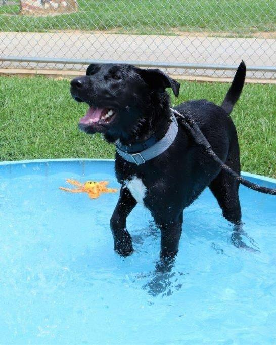 Enlarge Delta, a Adoptable mixed breed in Louisville, KY image 5/6