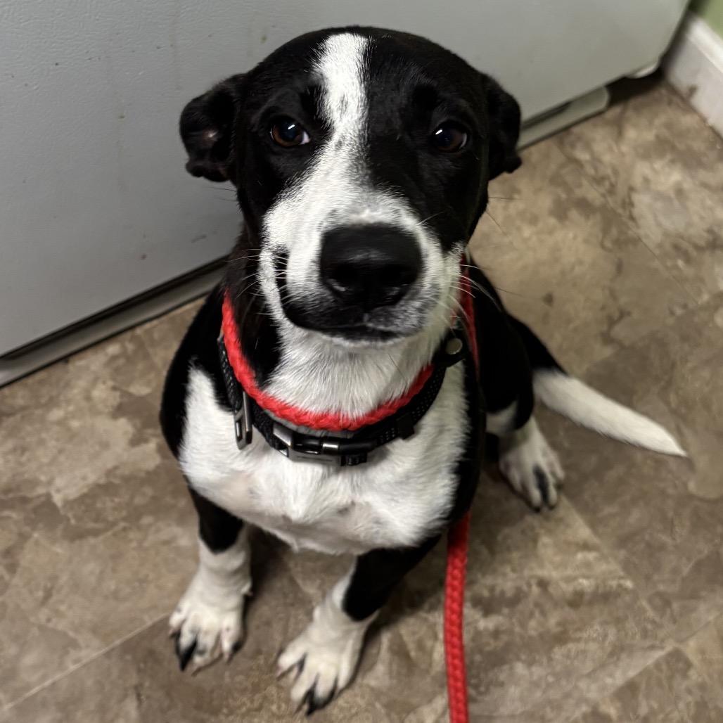 Enlarge Annie, a Adoptable mixed breed in Floresville, TX image 1/5