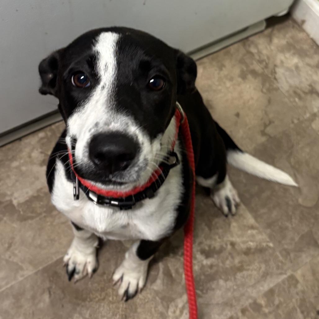 Enlarge Annie, a Adoptable mixed breed in Floresville, TX image 2/5