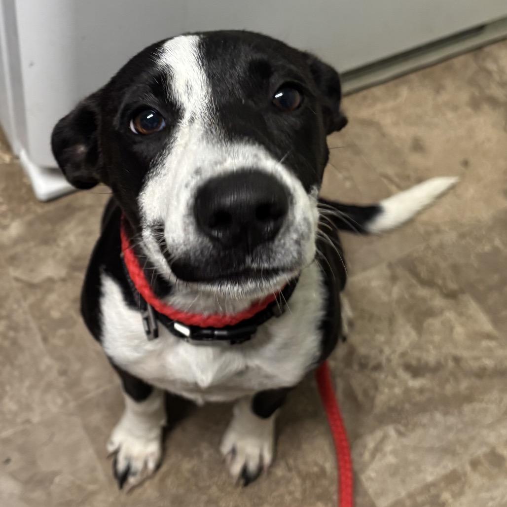 Enlarge Annie, a Adoptable mixed breed in Floresville, TX image 3/5