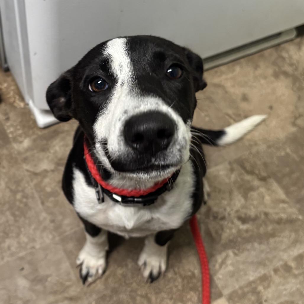 Enlarge Annie, a Adoptable mixed breed in Floresville, TX image 5/5