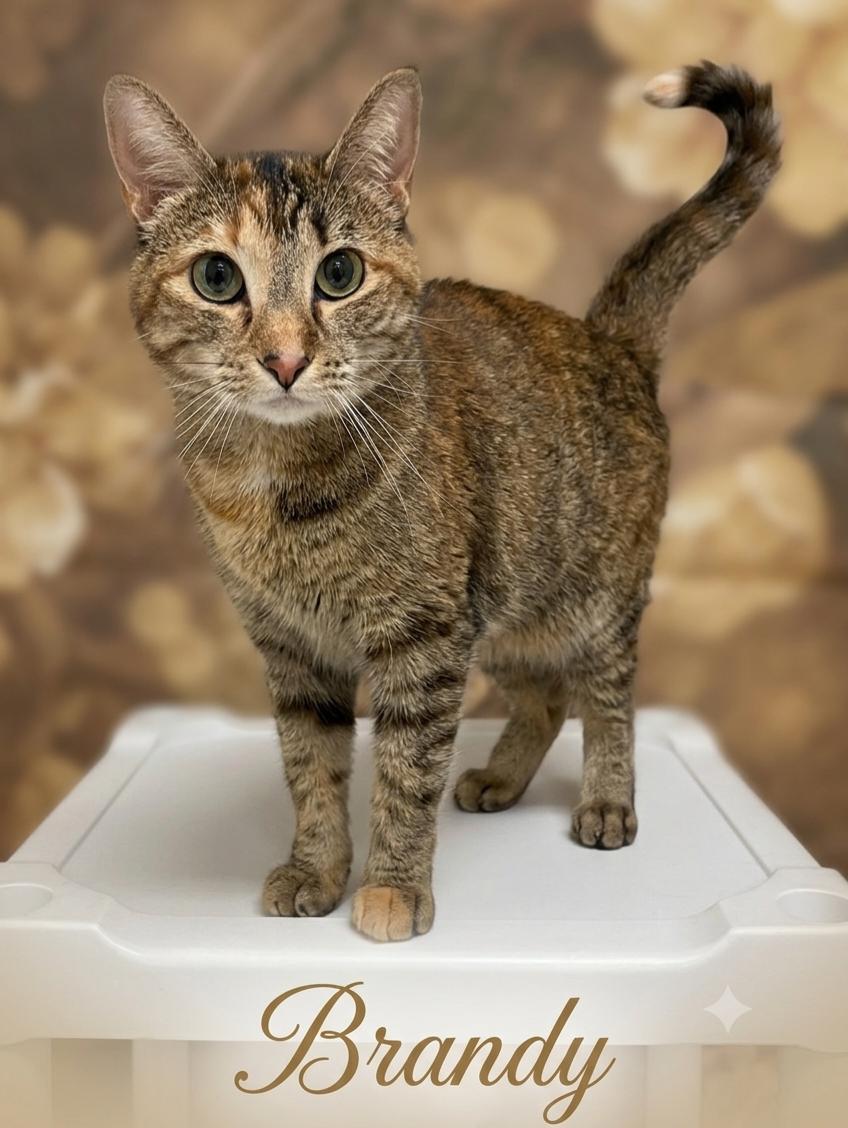 Brandy, ADOPTABLE, Adult Female Domestic Short Hair.