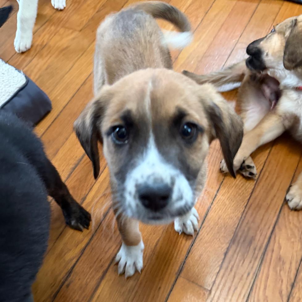 Enlarge Bad Bunny, an adoptable mixed breed in Richmond, VA image 3/4