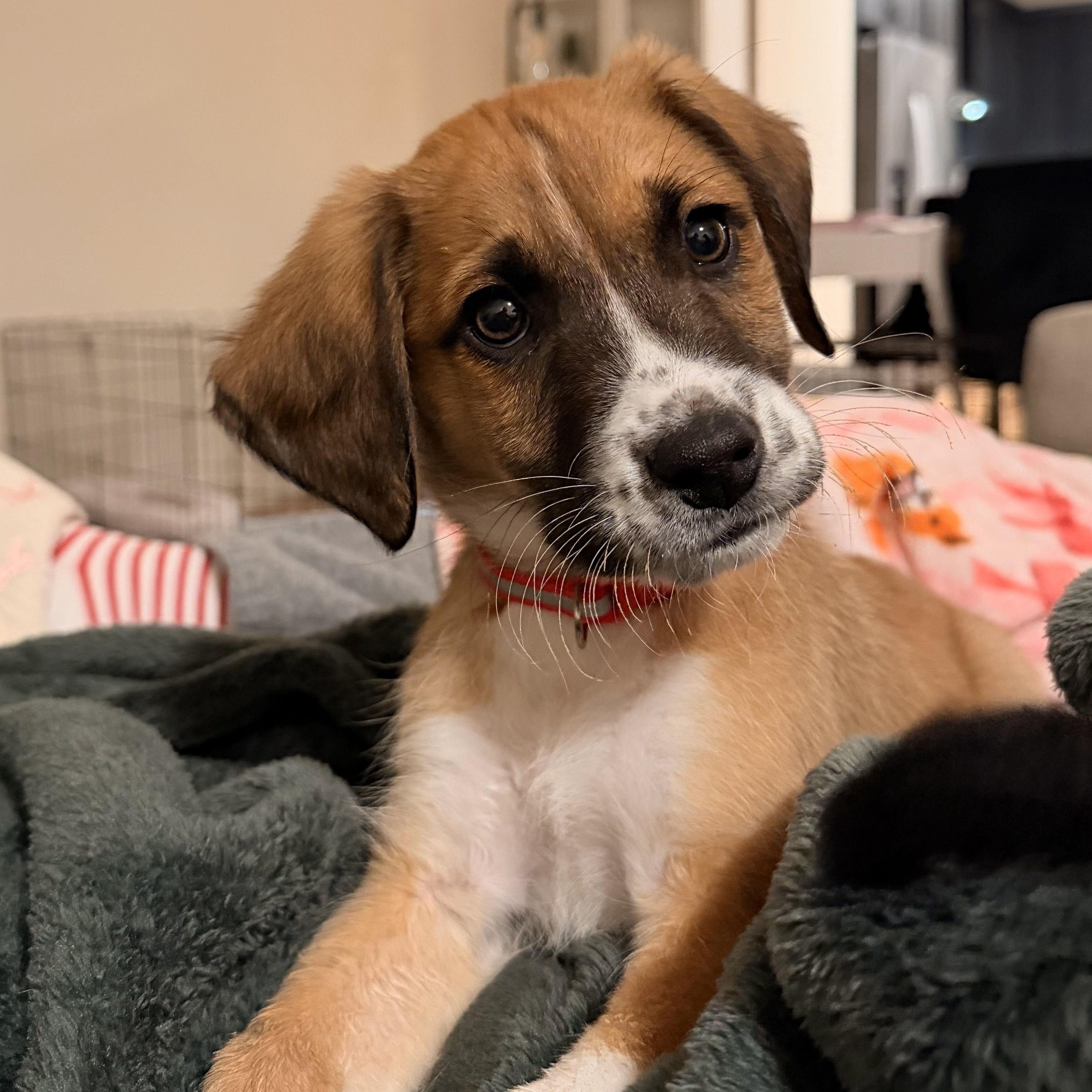 Bad Bunny, adoptable, Puppy Male Beagle.