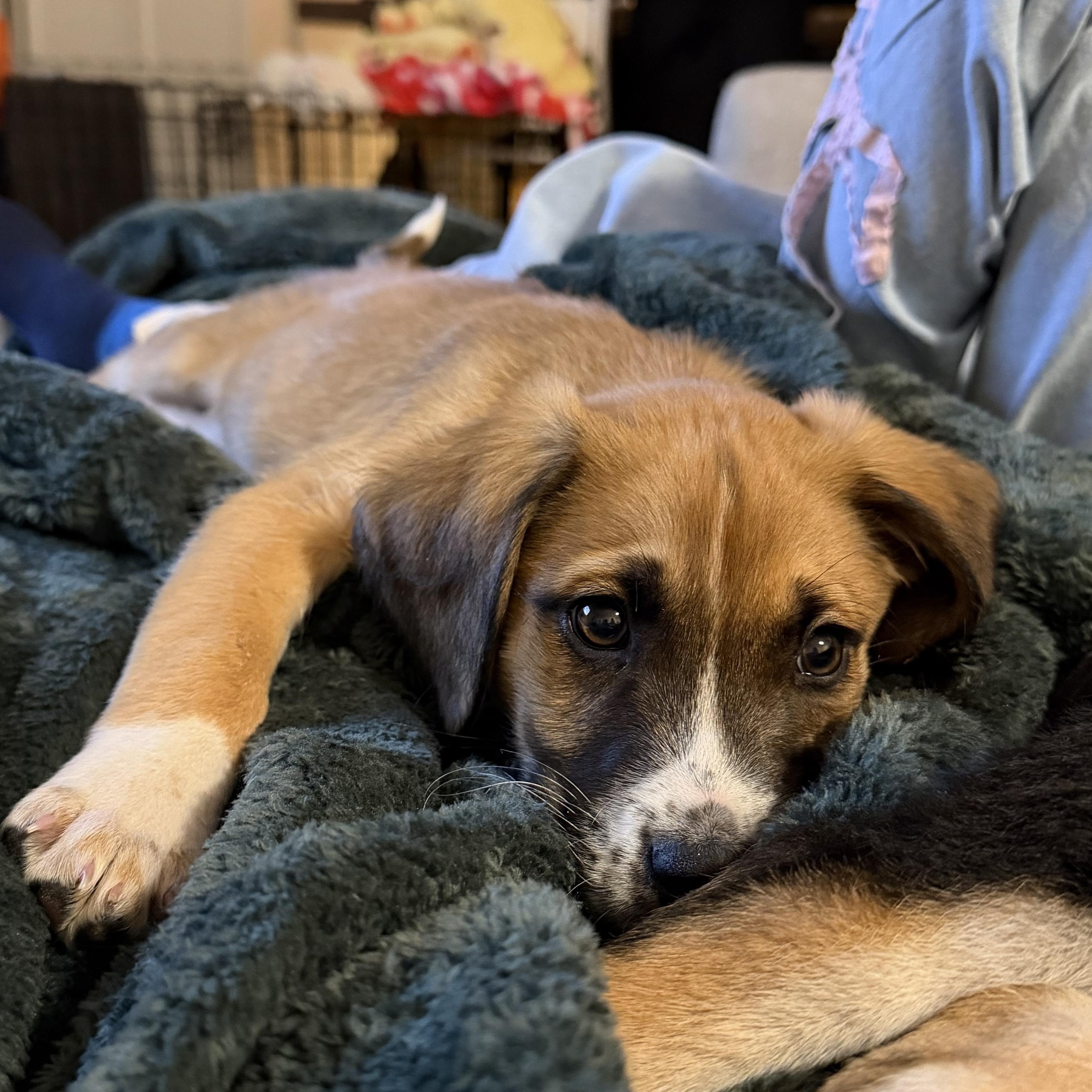 Enlarge Bad Bunny, an adoptable mixed breed in Richmond, VA image 2/4