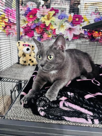 Blue Lily, an adopted Russian Blue in Renton, WA image 2/6
