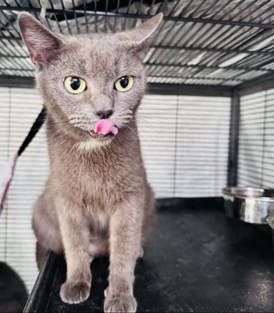 Blue Lily, an adopted Russian Blue in Renton, WA image 4/6