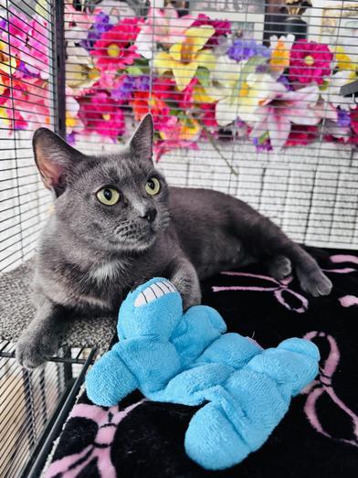 Blue Lily, adopted, Young Female Russian Blue.