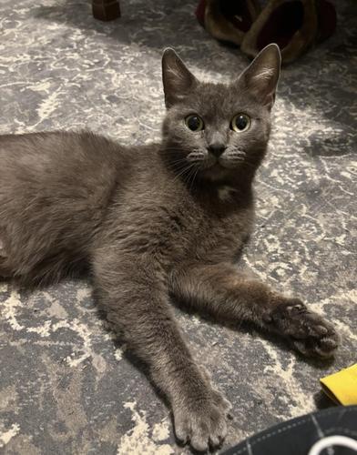Blue Lily, an adopted Russian Blue in Renton, WA image 6/6