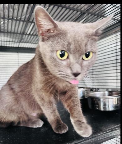Blue Lily, an adopted Russian Blue in Renton, WA image 3/6