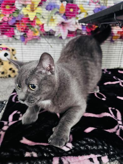 Blue Lily, an adopted Russian Blue in Renton, WA image 5/6