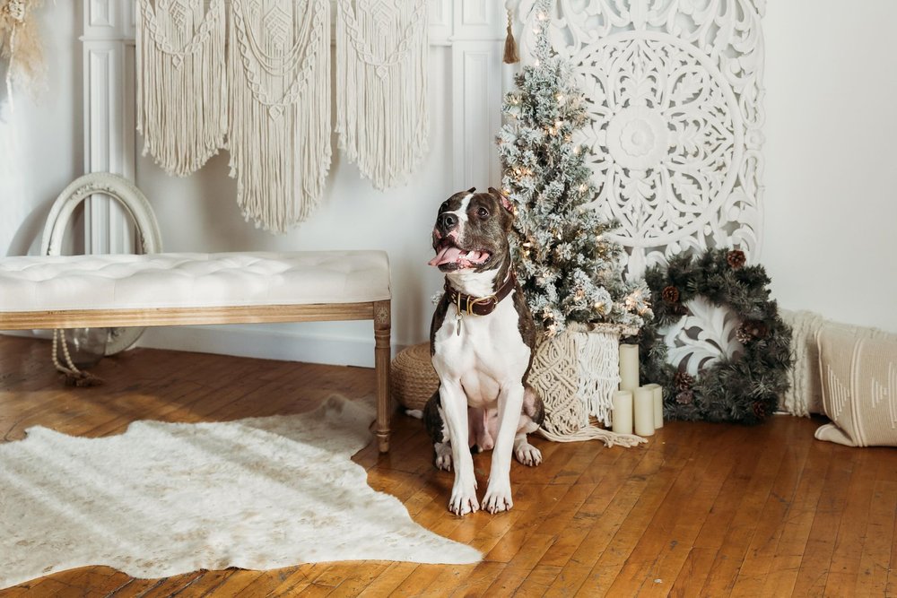 Raider, a Adoptable mixed breed in Minneapolis, MN image 2/6