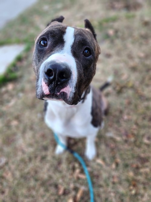 Raider, a Adoptable mixed breed in Minneapolis, MN image 6/6