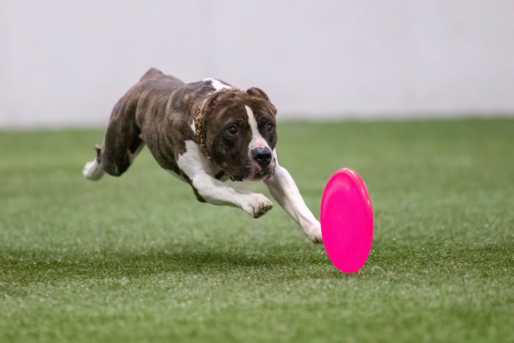 Raider, a Adoptable mixed breed in Minneapolis, MN image 4/6