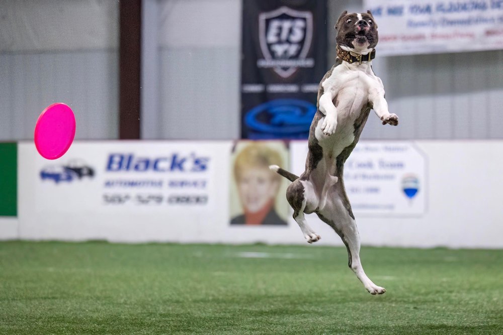 Raider, a Adoptable mixed breed in Minneapolis, MN image 5/6