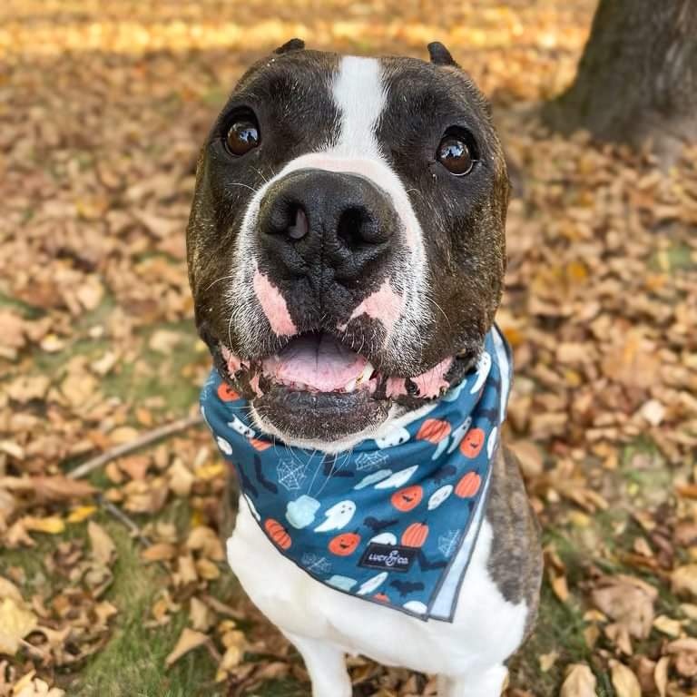 Raider, a Adoptable mixed breed in Minneapolis, MN image 3/6