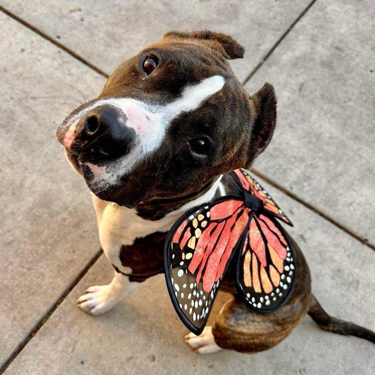 Raider, Adoptable, Adult Male Pit Bull Terrier & American Bulldog.