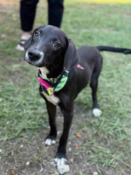 TUX, a Adoptable mixed breed in Allentown, PA image 4/6