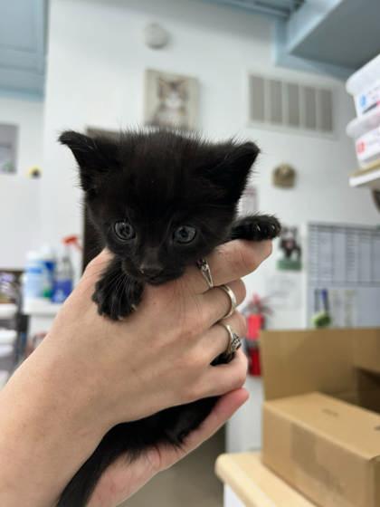 Enlarge Joey, an adopted Domestic Short Hair in Belleville, MI image 2/2