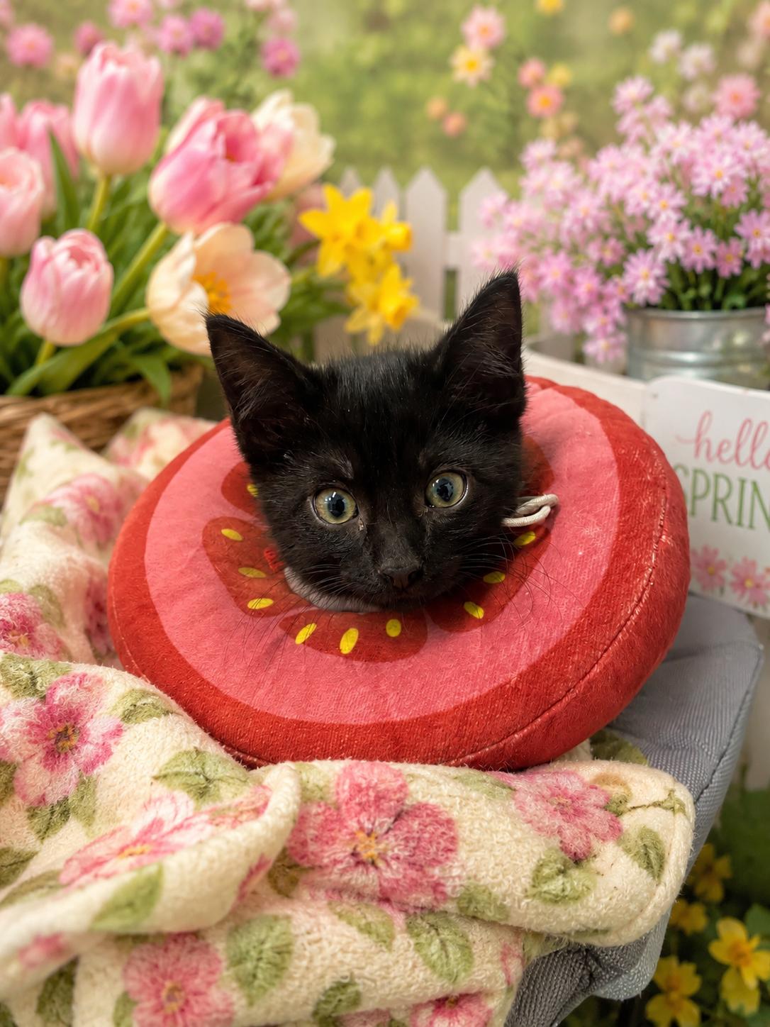Enlarge Joey, an adopted Domestic Short Hair in Belleville, MI image 1/2