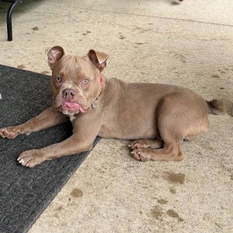 Enlarge Griswald, a ADOPTABLE mixed breed in Grafton, OH image 3/5