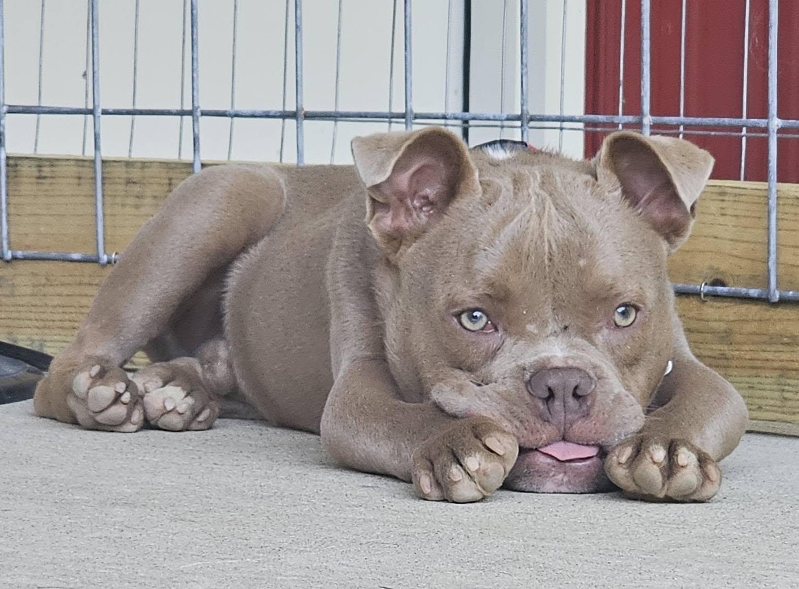 Enlarge Griswald, a ADOPTABLE mixed breed in Grafton, OH image 4/5