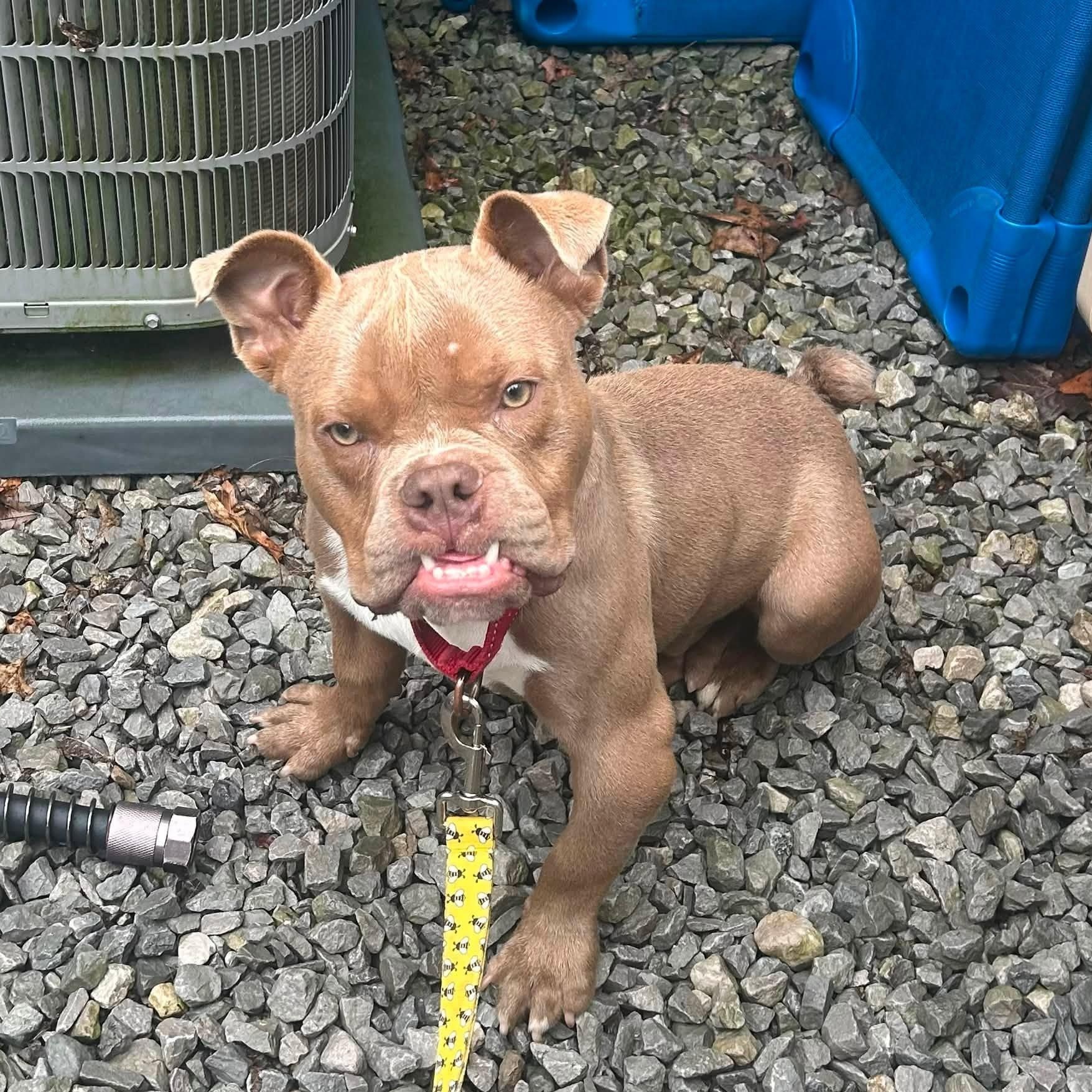 Enlarge Griswald, a ADOPTABLE mixed breed in Grafton, OH image 2/5