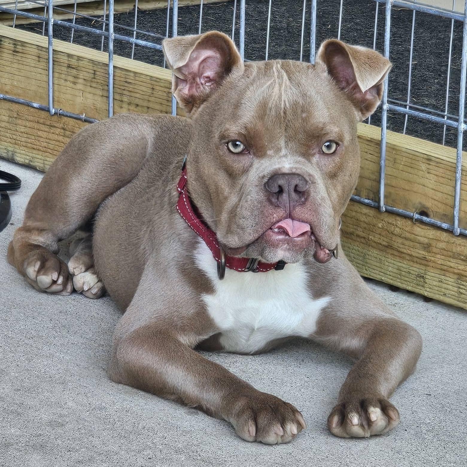 Griswald, ADOPTABLE, Young Male Bulldog.