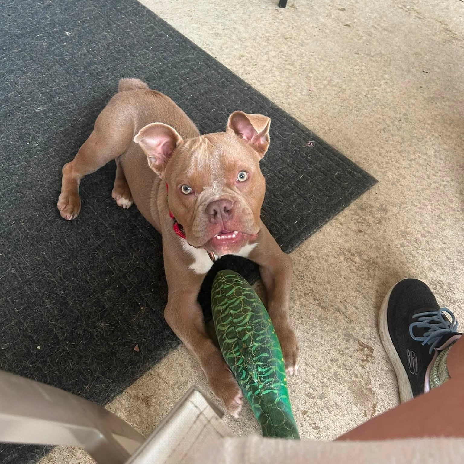 Enlarge Griswald, a ADOPTABLE mixed breed in Grafton, OH image 5/5