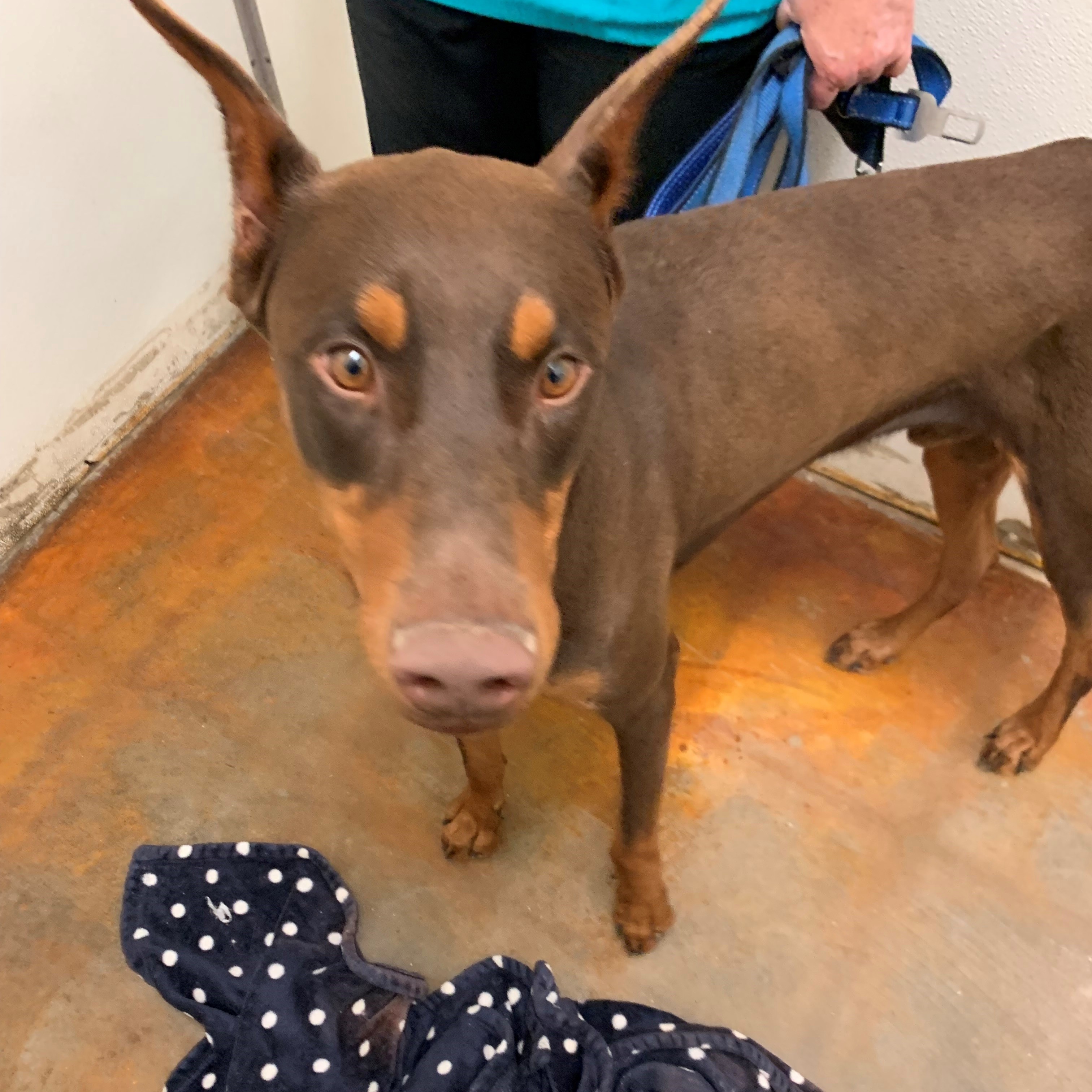 Enlarge Rocco, a Adopted Doberman Pinscher in Tucson, AZ image 1/1