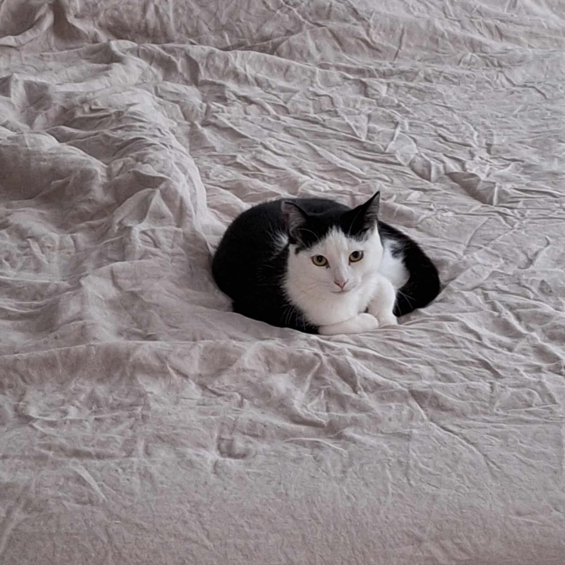 Begonia, a Adoptable Domestic Short Hair in Terrebonne, QC image 1/6