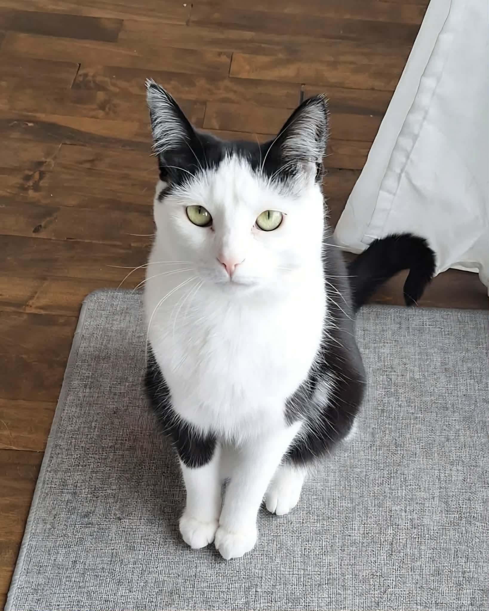 Begonia, Adoptable, Young Female Domestic Short Hair.