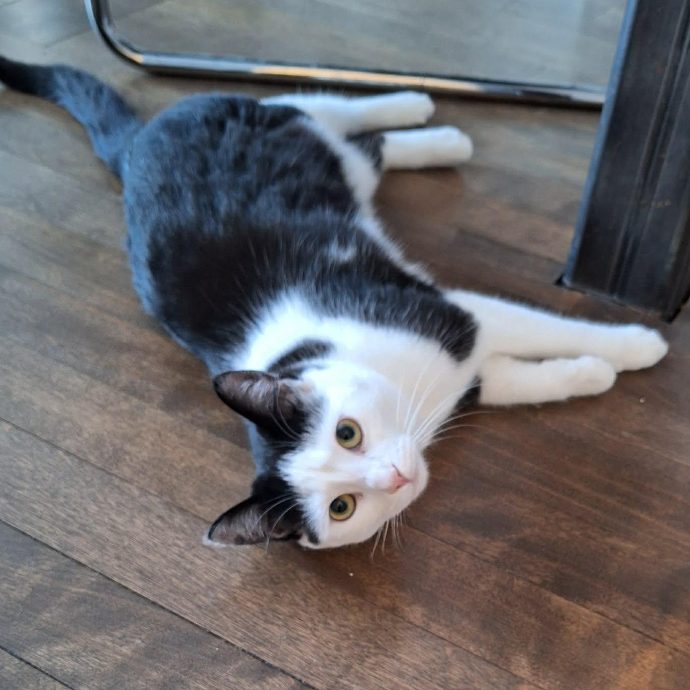 Begonia, a Adoptable Domestic Short Hair in Terrebonne, QC image 1/6