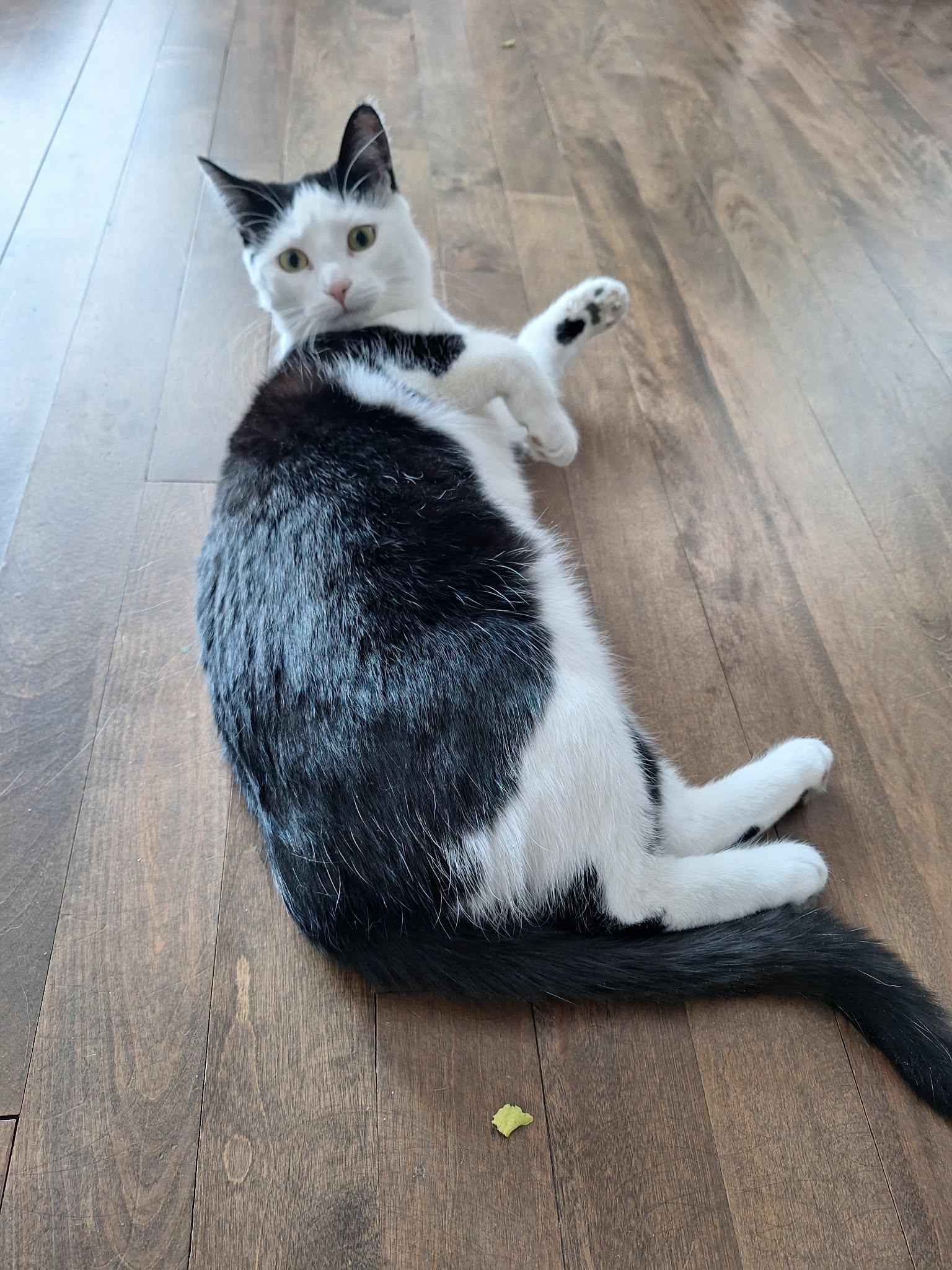 Begonia, a Adoptable Domestic Short Hair in Terrebonne, QC image 5/6