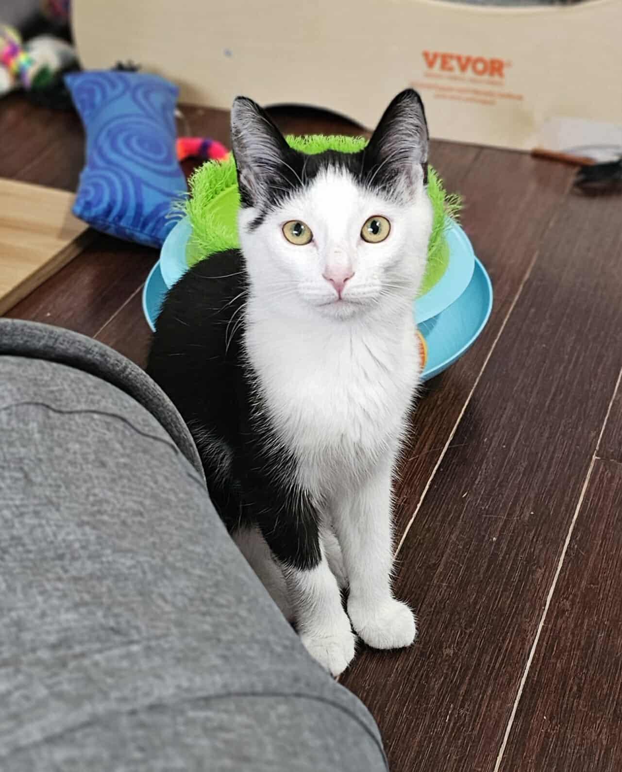 Begonia, a Adoptable Domestic Short Hair in Terrebonne, QC image 5/6