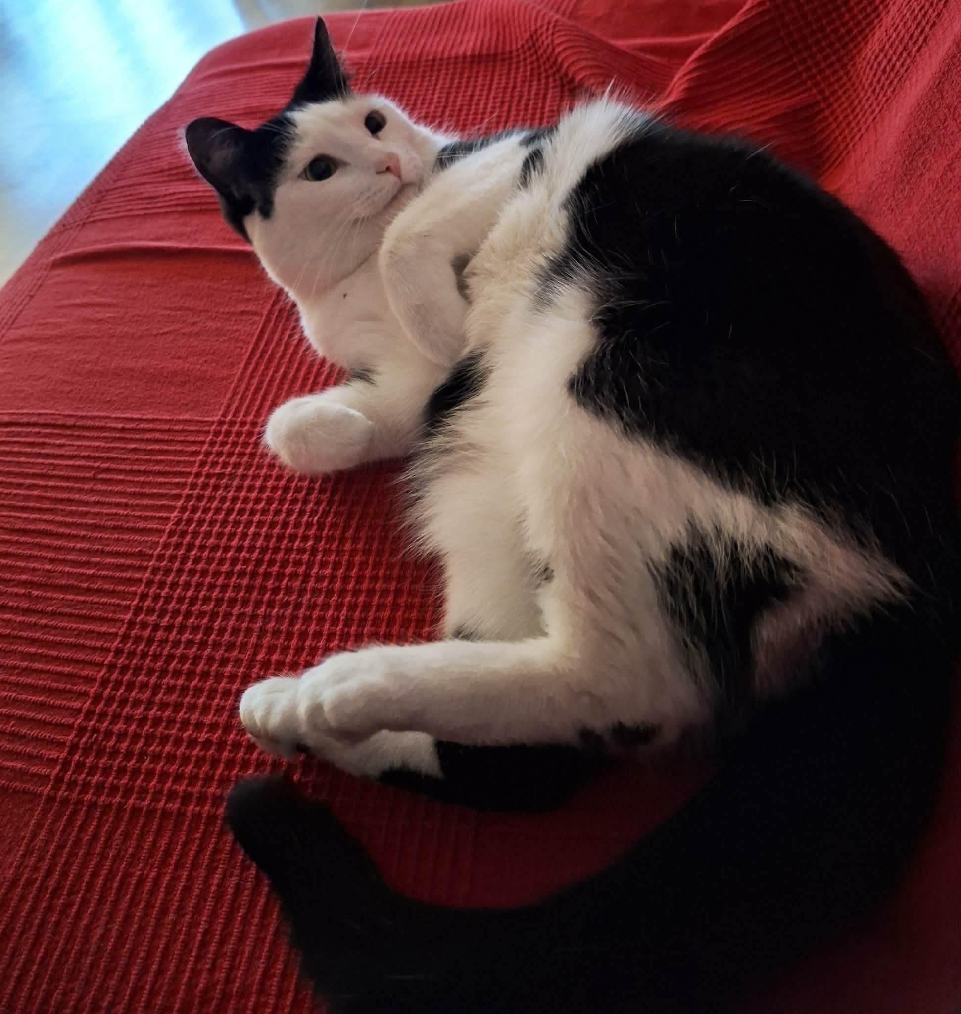 Enlarge Begonia, a Adoptable Domestic Short Hair in Terrebonne, QC image 6/6