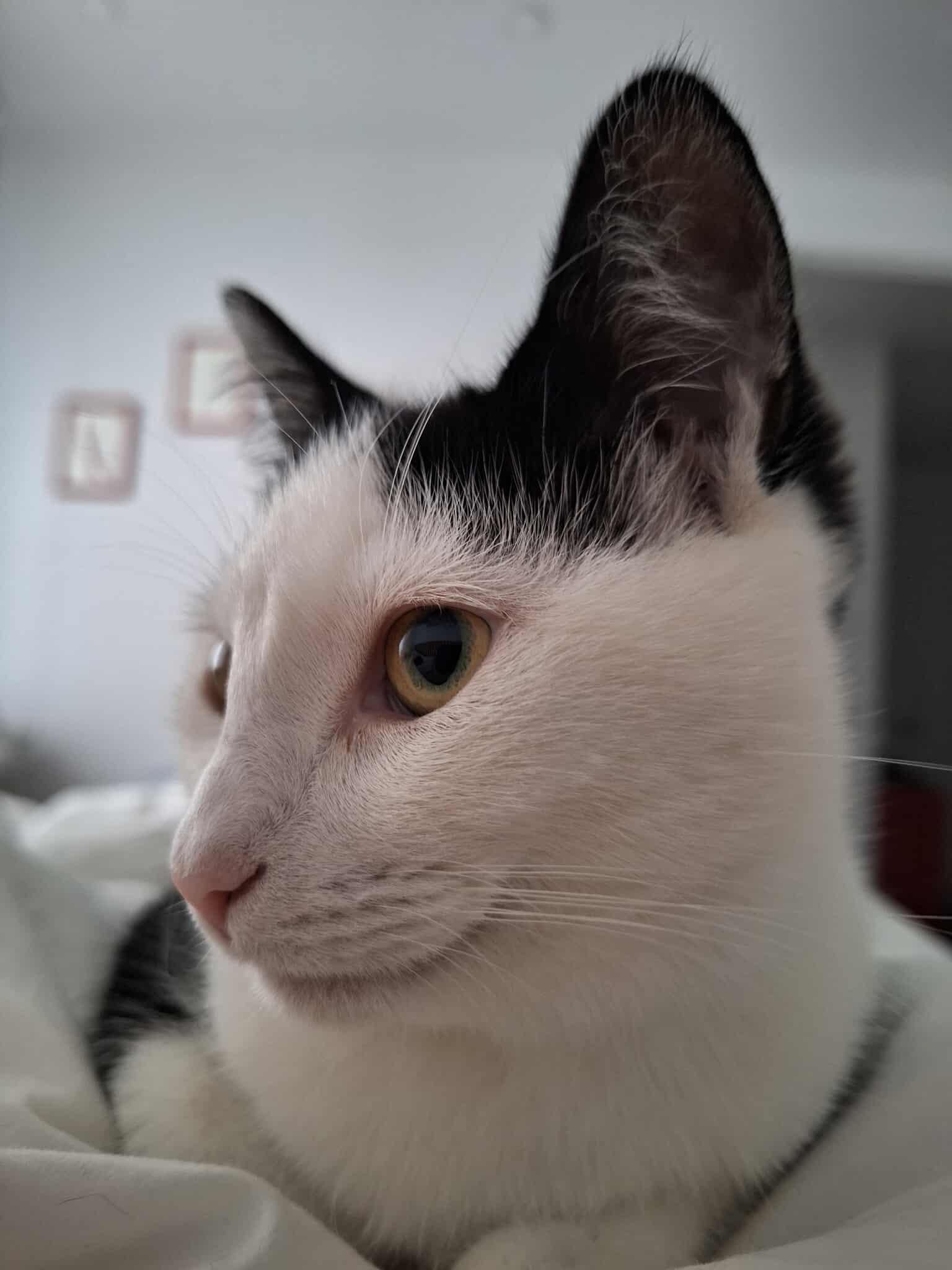 Begonia, a Adoptable Domestic Short Hair in Terrebonne, QC image 2/6