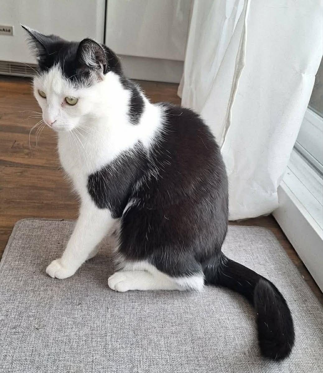Begonia, a Adoptable Domestic Short Hair in Terrebonne, QC image 6/6
