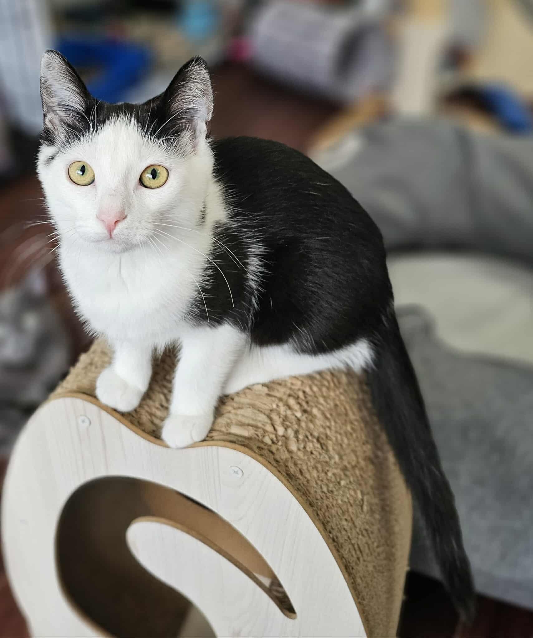 Begonia, a Adoptable Domestic Short Hair in Terrebonne, QC image 6/6