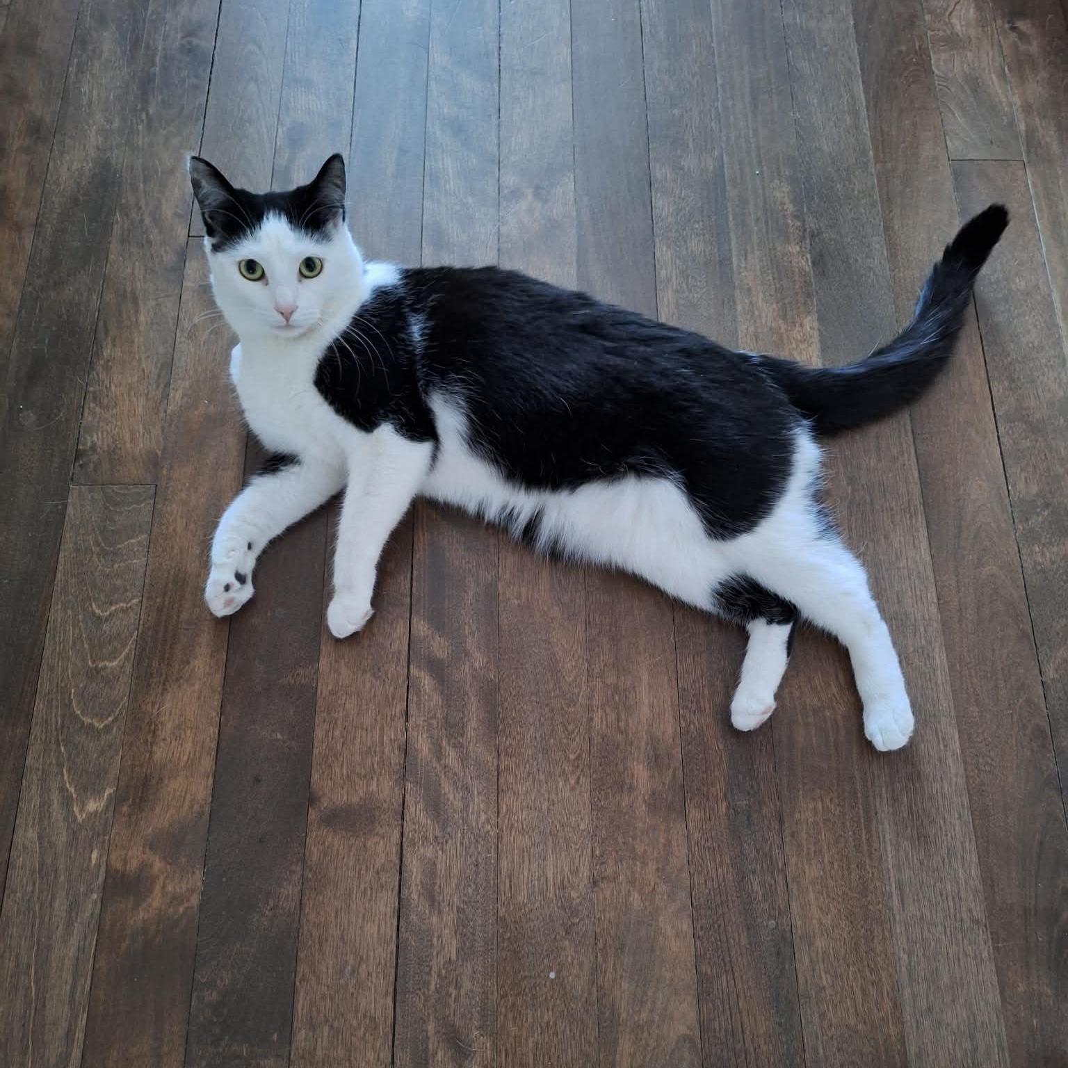 Begonia, a Adoptable Domestic Short Hair in Terrebonne, QC image 6/6