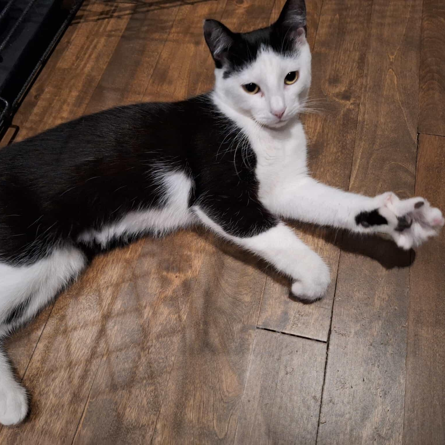 Begonia, Adoptable, Kitten Female Domestic Short Hair.