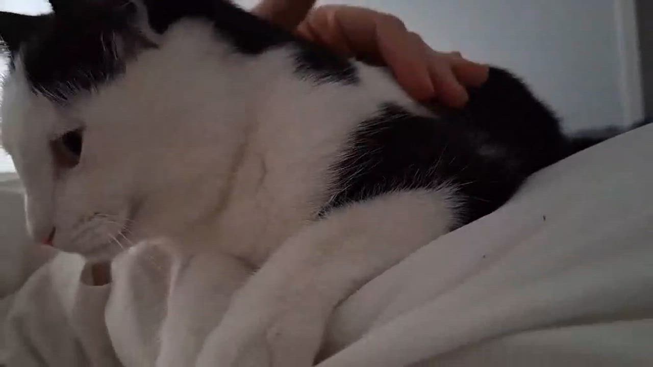 Enlarge Begonia, a Adoptable Domestic Short Hair in Terrebonne, QC video 4/6