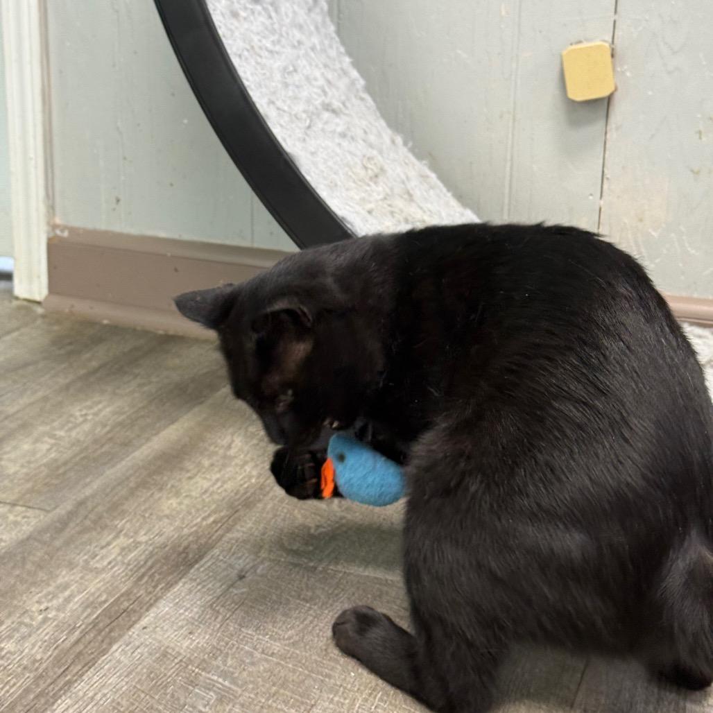 Enlarge Salem, a Adoptable Domestic Short Hair in Chariton, IA image 1/6