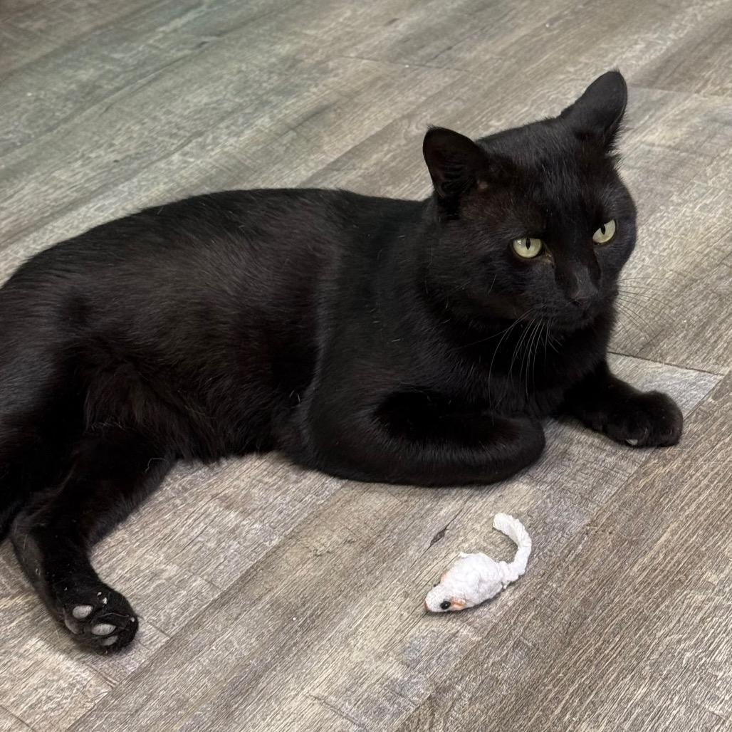 Enlarge Salem, a Adoptable Domestic Short Hair in Chariton, IA image 2/6