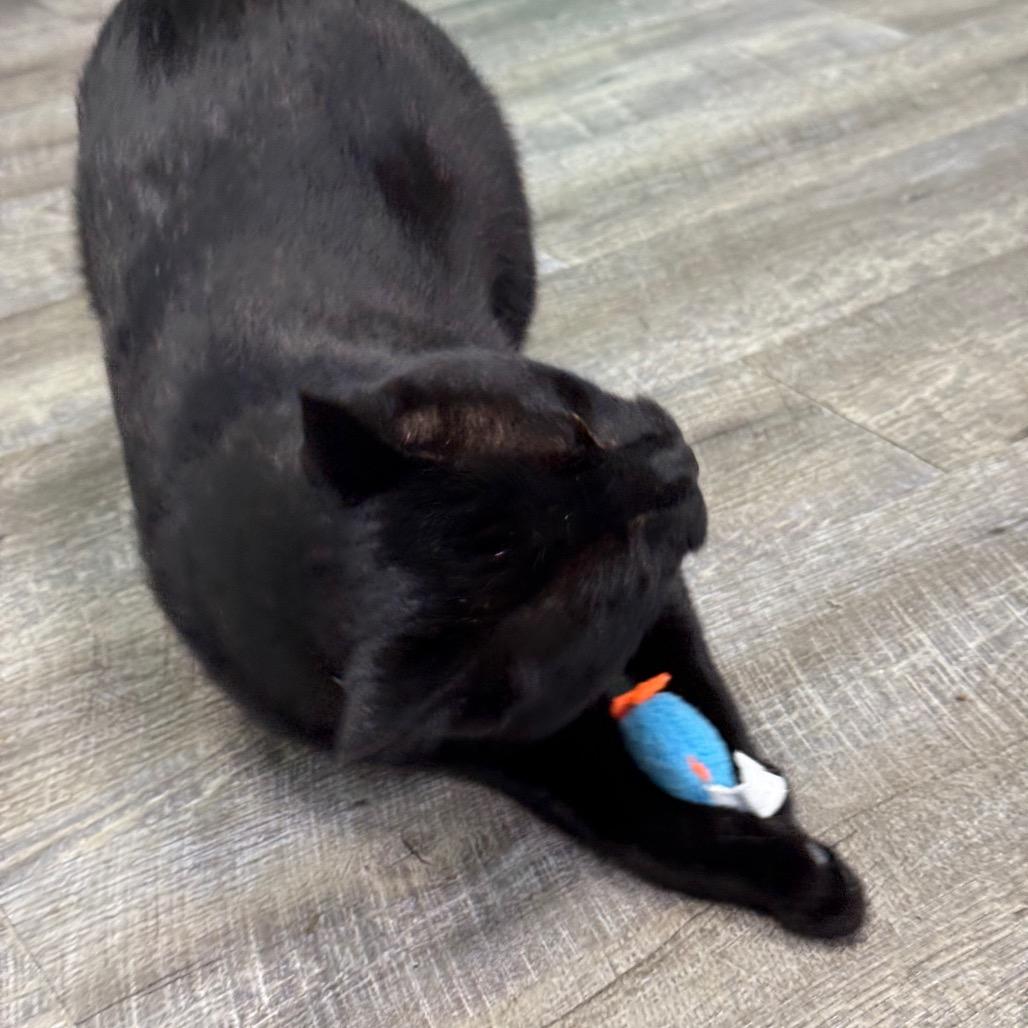 Enlarge Salem, a Adoptable Domestic Short Hair in Chariton, IA image 3/6